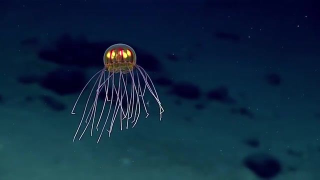 Lonely jellyfish, Lonely Jellyfish, Jellyfish Deepwater Exploration Of The Marianas, Mariana Trench, Science, Exploration, Marine Life, Jellyfish, Okeanos Explorer, Office Of Ocean Exploration And Research, Noaa, Nature Travel