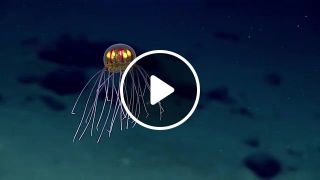 Lonely jellyfish