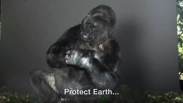 The Voice of Nature Koko at the COP21, Bonsucrystals, Ben Carson Is A Brain Dead Lunatic, Donald Trump Is A Nazi, Chris Christie Is An Idiot, Crisis, Climate, Nature, Sign Language, Gorilla, Koko, Nature Travel