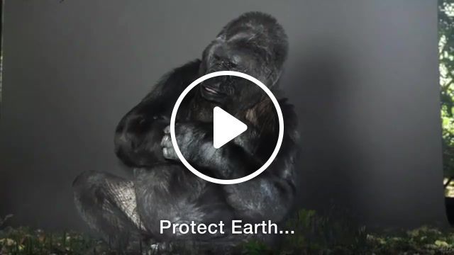 The voice of nature koko at the cop21, bonsucrystals, ben carson is a brain dead lunatic, donald trump is a nazi, chris christie is an idiot, crisis, climate, nature, sign language, gorilla, koko, nature travel. #0