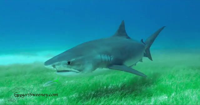 Tiger shark Galeocerdo cuvier in the Bahamas, Fish, Ocean, Seagr, Diving, Bahamas, Underwater, Shark, Nature Travel