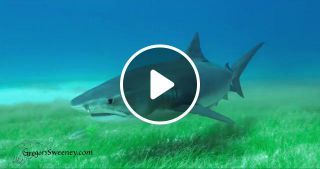 Tiger shark Galeocerdo cuvier in the Bahamas