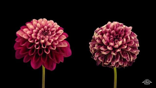 Blooming Flowers Timelapse, Inspirational, Dahlia, Timelapse, Flowers Blooming, Timelapse Photography, Flowers, Flower, Nature, Green, Dahlias, Flowers Timelapse, Inspiration, Wow, Earth, Amazing, Woah, Nature Travel