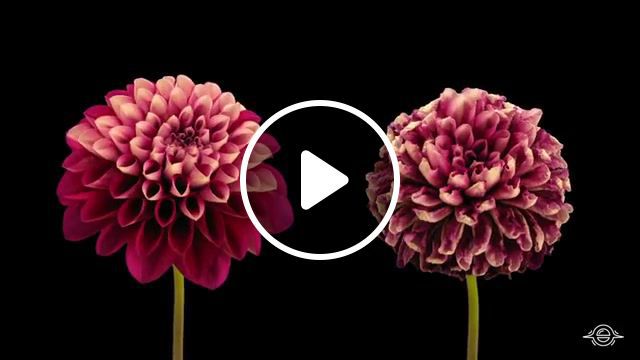 Blooming flowers timelapse, inspirational, dahlia, timelapse, flowers blooming, timelapse photography, flowers, flower, nature, green, dahlias, flowers timelapse, inspiration, wow, earth, amazing, woah, nature travel. #0