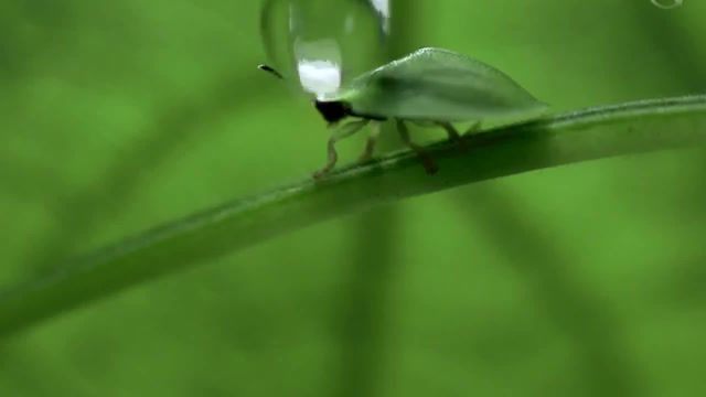 Drop, the green planet, jan haft, rain, nature, nature travel.