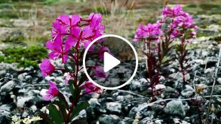 Greenlandic flora