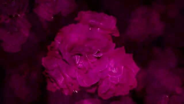 Hannibal, clical music, scary flowers, flowers, hannibal tv series, hannibal, nature travel.