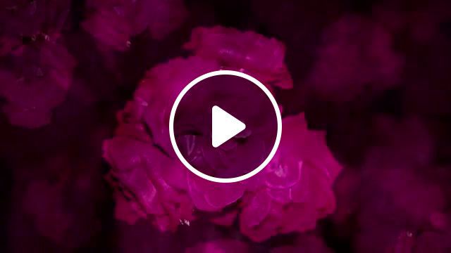 Hannibal, clical music, scary flowers, flowers, hannibal tv series, hannibal, nature travel. #0
