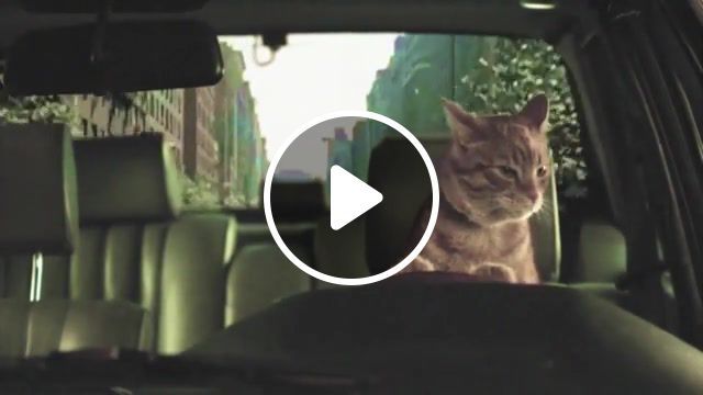 Music for cats, nature travel. #0