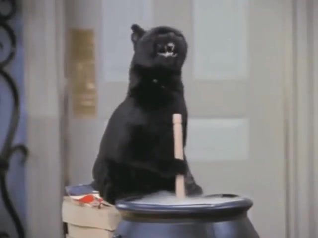 Salem is cooking x, Salem The Cat, Sabrina The Teenage Witch, Haiducii, Dragostea Din Tei, Cooking, Music, Cat, Witch, Teenage, Movie, Moviemoments, Movies, Movies Tv