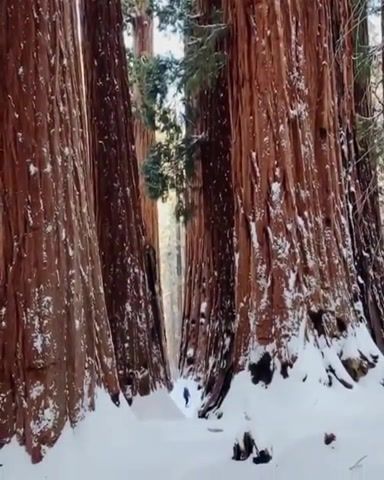 Sequoias with human for scale, Sequoias, Human, Earth, Nature, Amazing, Life, Love, California, Usa, Omg, Wtf, Wow, Bach, Nature Travel