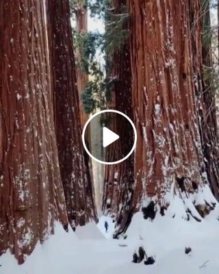 Sequoias with human for scale