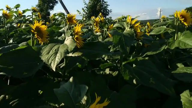 Sunflowers, Live, Field, Sunflowers, Russia, Russian Soul, Sun, Summer, Nature Travel