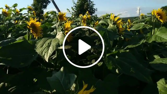 Sunflowers, live, field, sunflowers, russia, russian soul, sun, summer, nature travel. #0