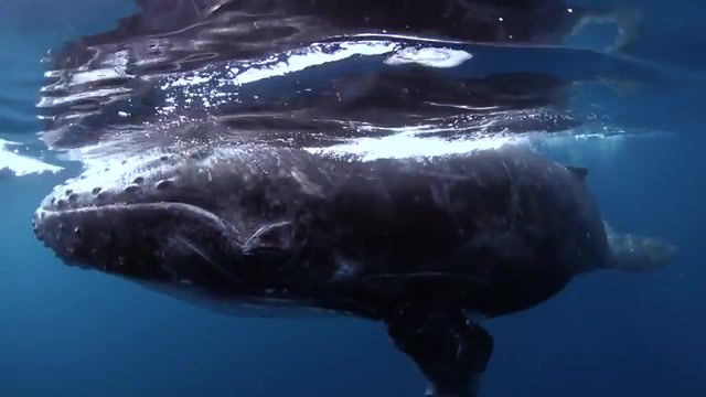 Swimming with whales, Whales, Humpback Whales, Swimming, Awesome, Ocean, Beautiful, Narrative, Sealife, Underwater, Swallows Cave, Diving, Deep Sea, Nature Travel