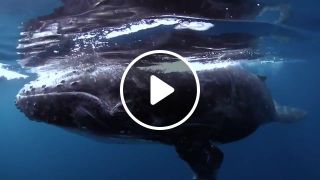 Swimming with whales