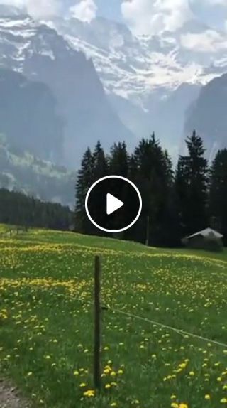 Taking your dog for a walk in Switzerland