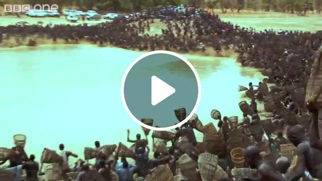 Thousands of fishermen, sacred, thousands, contest, antogo, lake, mali, dogon, one, bbc, furnace, the, in, life, deserts, planet, human, frenzy'', fishing, nature travel. #0