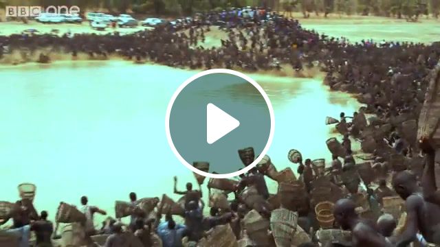 Thousands of fishermen, sacred, thousands, contest, antogo, lake, mali, dogon, one, bbc, furnace, the, in, life, deserts, planet, human, frenzy'', fishing, nature travel. #1