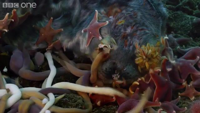 We are food for worms bbc life, life, death, bbc, time lapse, timelapse, star, ocean, food, eating, corpse, meat, worms, worm, sezullive, nature travel.