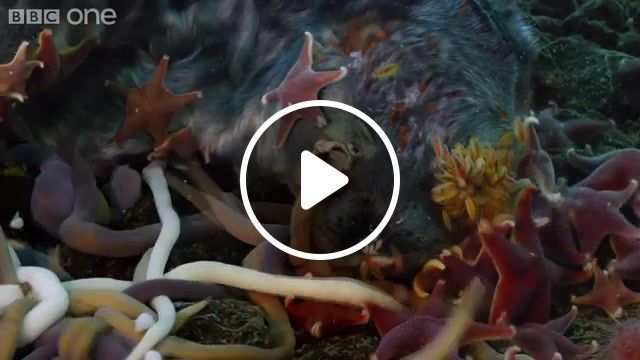 We are food for worms bbc life, life, death, bbc, time lapse, timelapse, star, ocean, food, eating, corpse, meat, worms, worm, sezullive, nature travel. #0