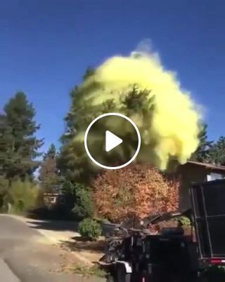 Cutting down the tree that produces excessive pollen tree spirit appeared