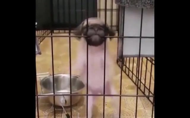 Let me out - Video & GIFs | funny dog,puppy,pets,dogs,funny,pug,cage,secret of the third planet,behind bars,let me out,mashup
