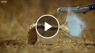 Breathtaking Slow Motion Puff Adder Attack Deadly 60 Series 3 BBC