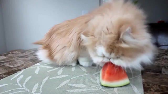 Om Nom Nom Nom persian cat eats yummy juicy watermelon