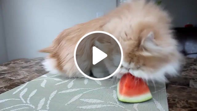 Om nom nom nom persian cat eats yummy juicy watermelon, cat saying nom nom, om nom nom, persian cat, addict, watermelon, cat, kitty. #0