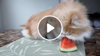 Om nom nom nom persian cat eats yummy juicy watermelon