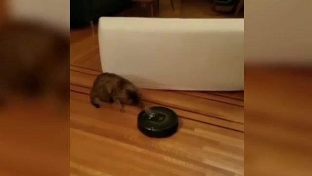 Cat learned how to turn on roomba sound on, cat, cat learned how to turn on roomba sound on.