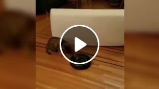 Cat learned how to turn on Roomba sound on