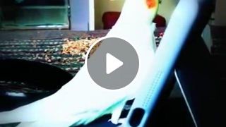 Spikey The Cockatiel Singing Game of Thrones