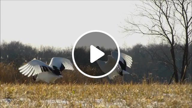 Dancing red crowned cranes, crane, dancing crane, nature, everyday life, nature travel. #0