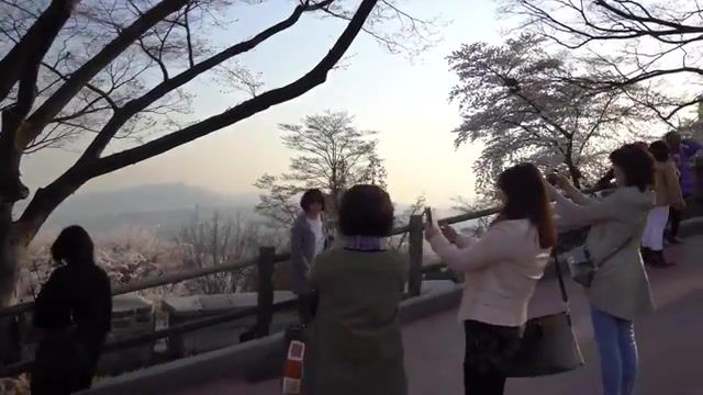 Korean Spring - Video & GIFs | gimbal,ninebot,segway,minipro,beholder,ds1,sony,namsan,mountain,seoul,korea,cherryblossoms,4k,uhd,korean,spring,nature travel