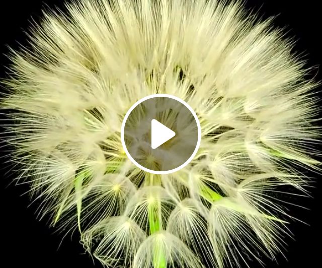 Breathing flower, Music By Maxim Alexeev, Meditative, National Geographic, Timelapse, Nature Travel