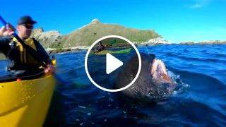 Brutal Octopus slap by a seal caught on GoPro HERO7BLACK in NZ Kaikoura short story