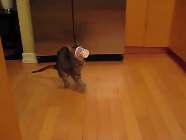 Cat and Music Cup - Video & GIFs | 6 alexander zatsepin twist from film,4 igor kornelyuk woland's theme master and margarita ost,music,radio,kitty,cat,1 bugs bunny looney tunes theme,2 ghostbusters,mashup
