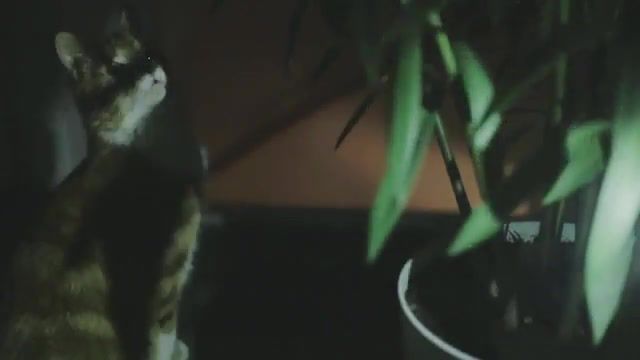 Cat Magic - Video & GIFs | the disappearance of haruhi suzumiya,erik satie gymnopedie no 1,cat,nature travel