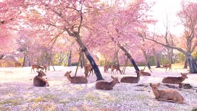 Magic world, japan, nara, music, sakura, deer, magic, nature travel. #2