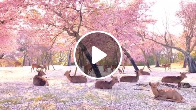 Magic world, japan, nara, music, sakura, deer, magic, nature travel. #0