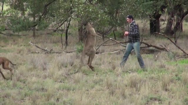 Man punches a kangaroo in the face to rescue his dog, viralhog, kangaroo, dog, rescue, australia, nature travel.