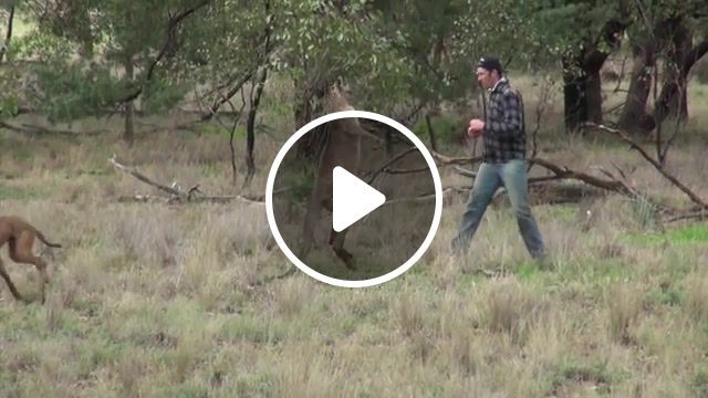 Man punches a kangaroo in the face to rescue his dog, viralhog, kangaroo, dog, rescue, australia, nature travel. #0