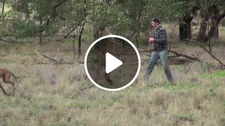 Man Punches a Kangaroo in the Face to Rescue His Dog