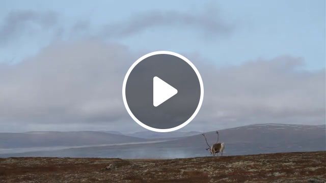 Nomads of the north, norway, norwegen, wild moutain reindeer, wilde bergrentiere, forollhogna nationalpark, mid norway, skandinavien, skandinavia, wildlife photography, christine sonvilla, marc graf photography, nature, wildlife, fjell, travel, travelling, nature travel. #0