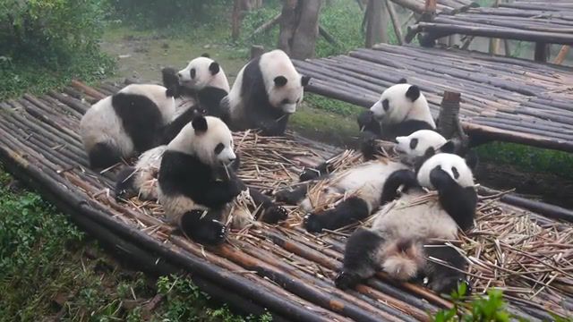 Pandas having breakfast, panda, nature travel. #2