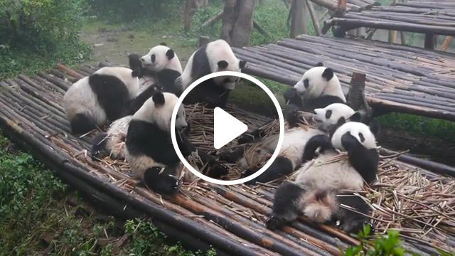 Pandas having breakfast, panda, nature travel. #0