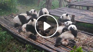 Pandas having breakfast