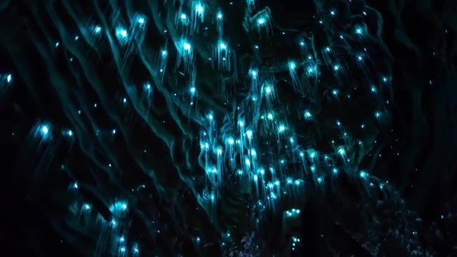 Worms That Glow In The Dark